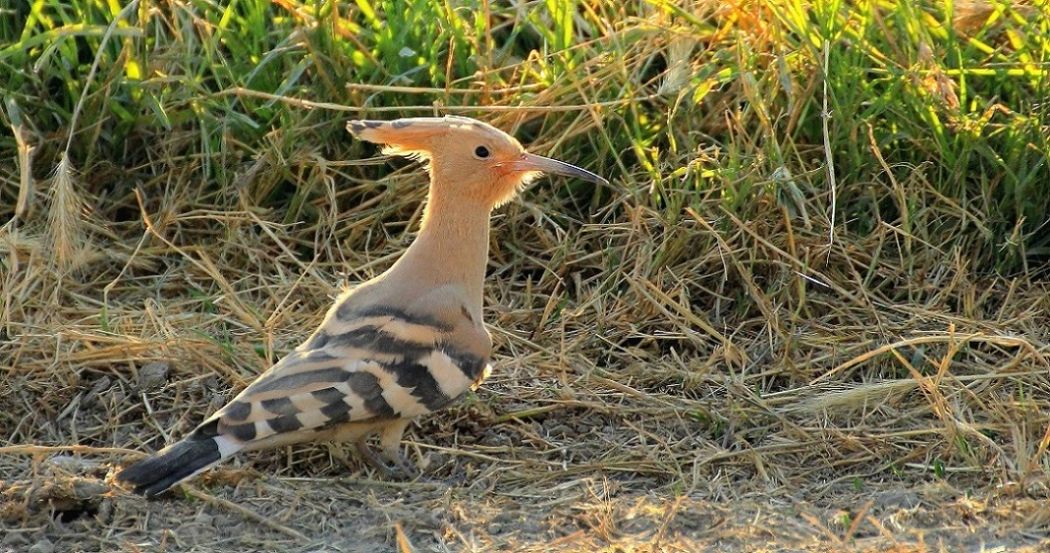 Common Hoopoe