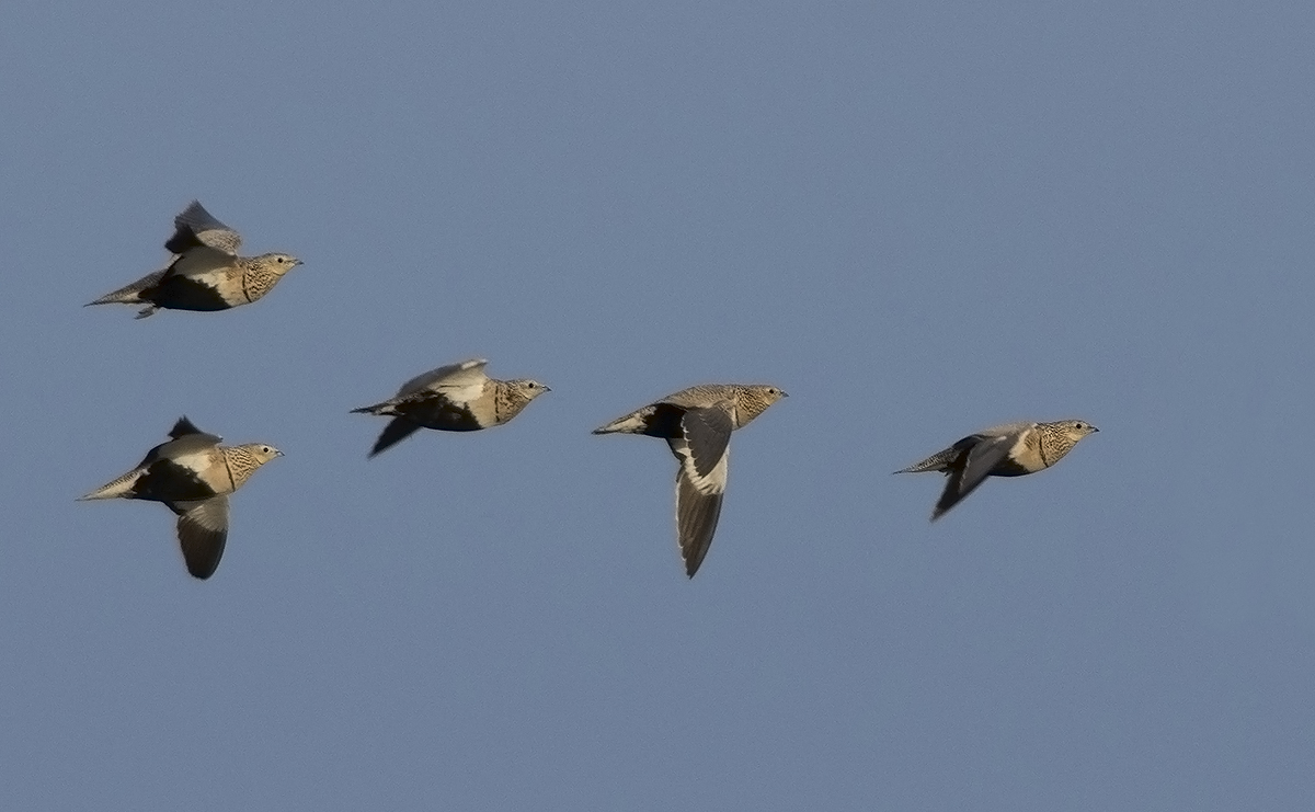 Black-bellied Sandgrouse