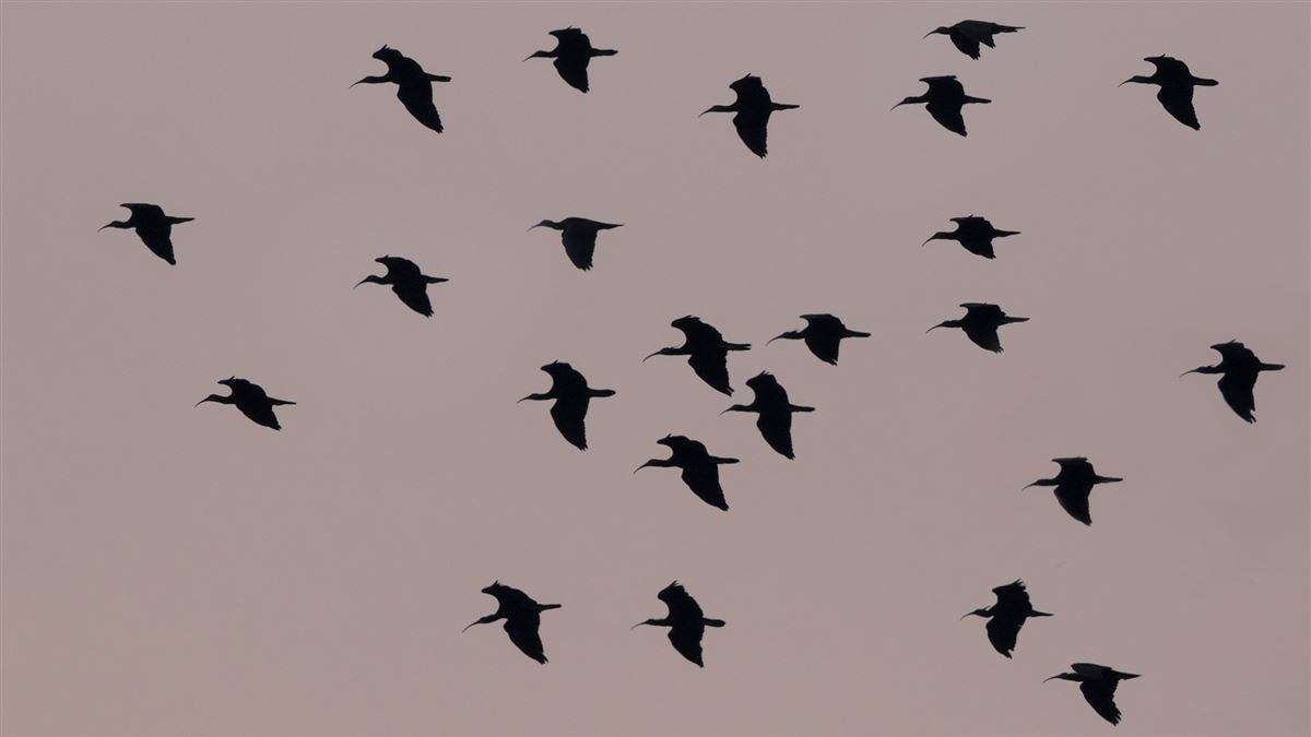 Northern Bald Ibis