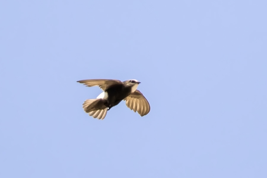 Little Swift