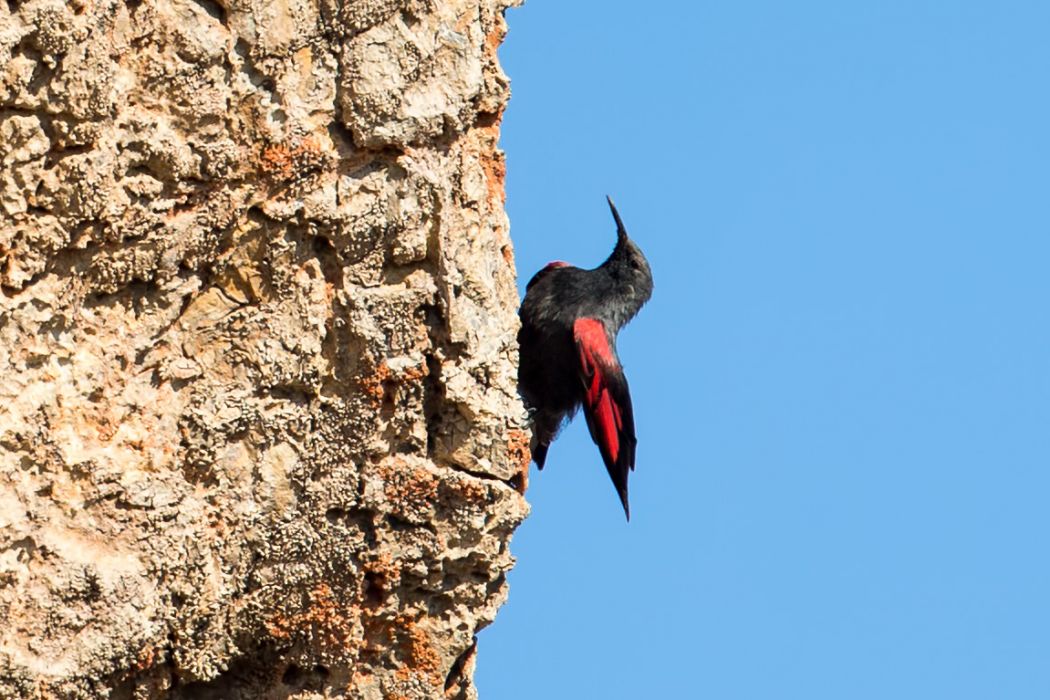 Wallcreeper