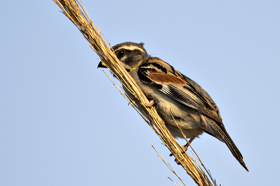 Dead Sea Sparrow