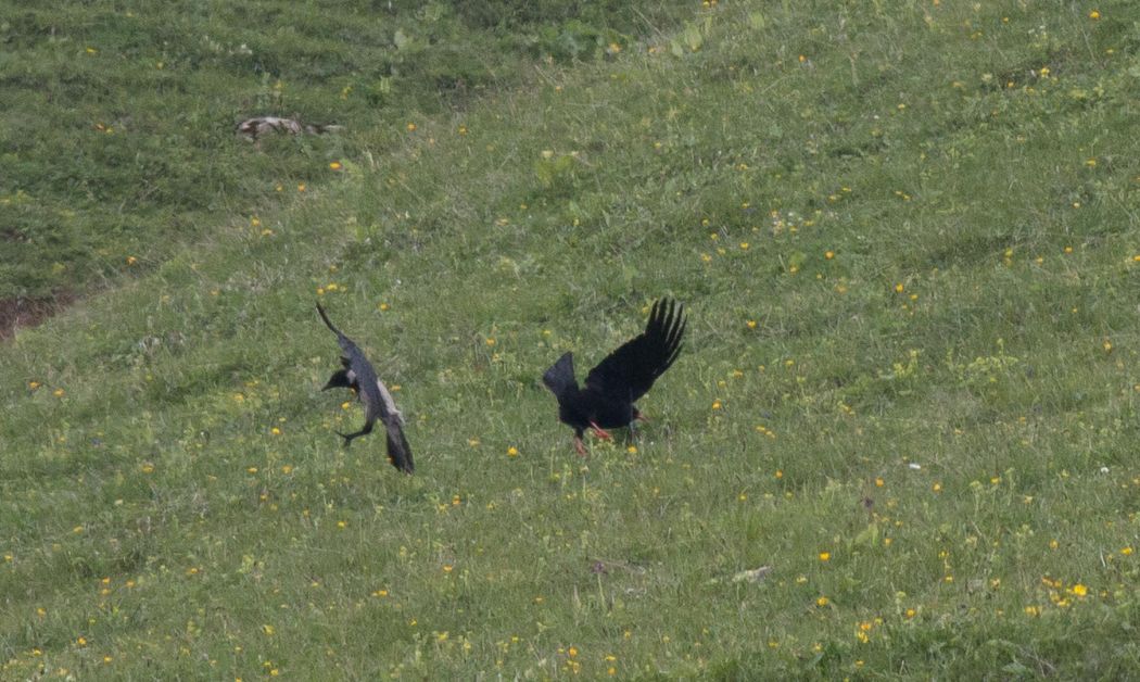 Kırmızıgagalı Dağ Kargası