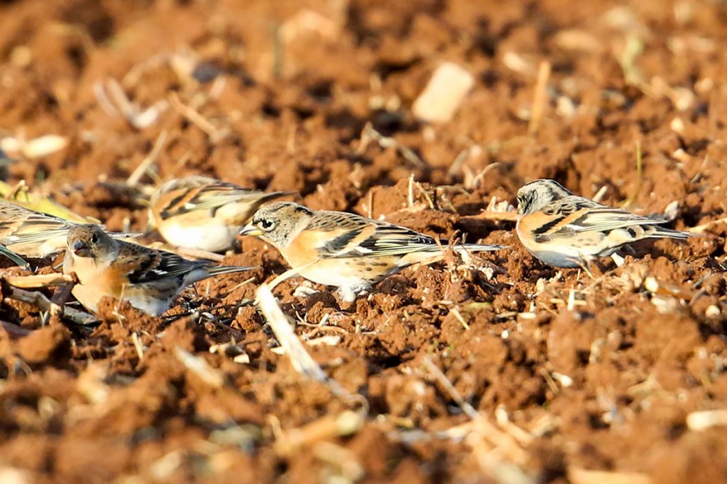 Dağ İspinozu