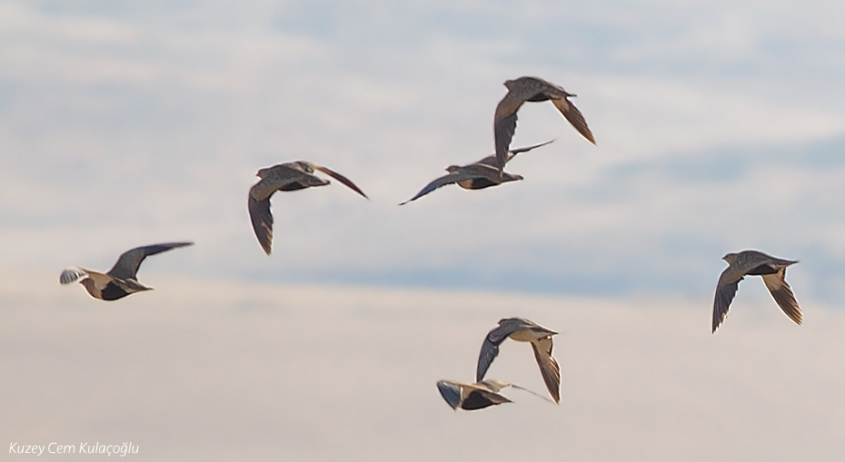 Black-bellied Sandgrouse