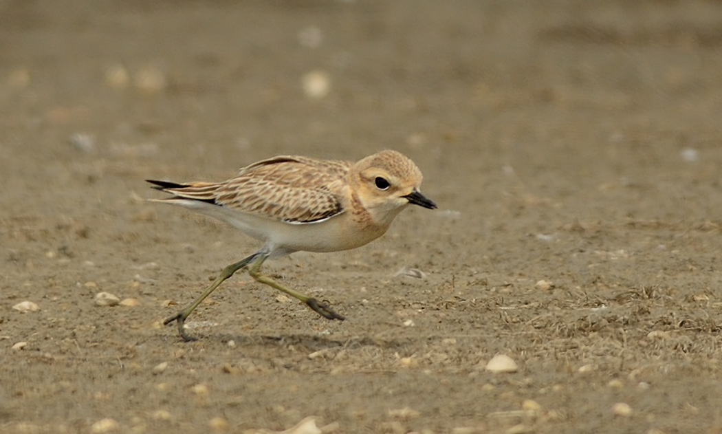Greater Sand Plover