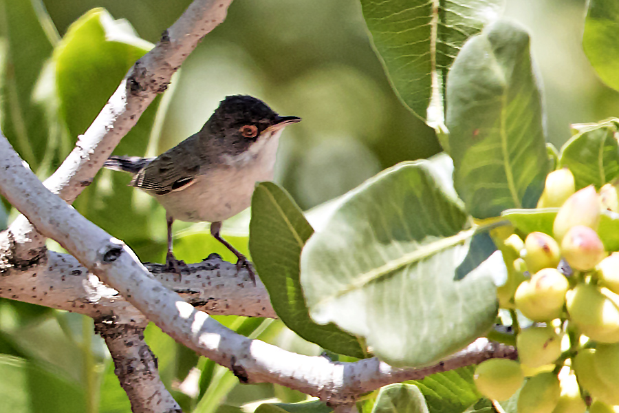 Menetries`s Warbler