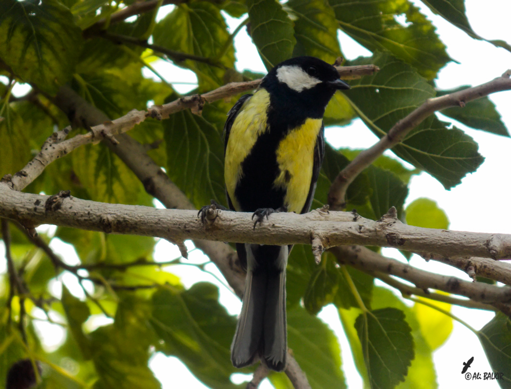 Great Tit