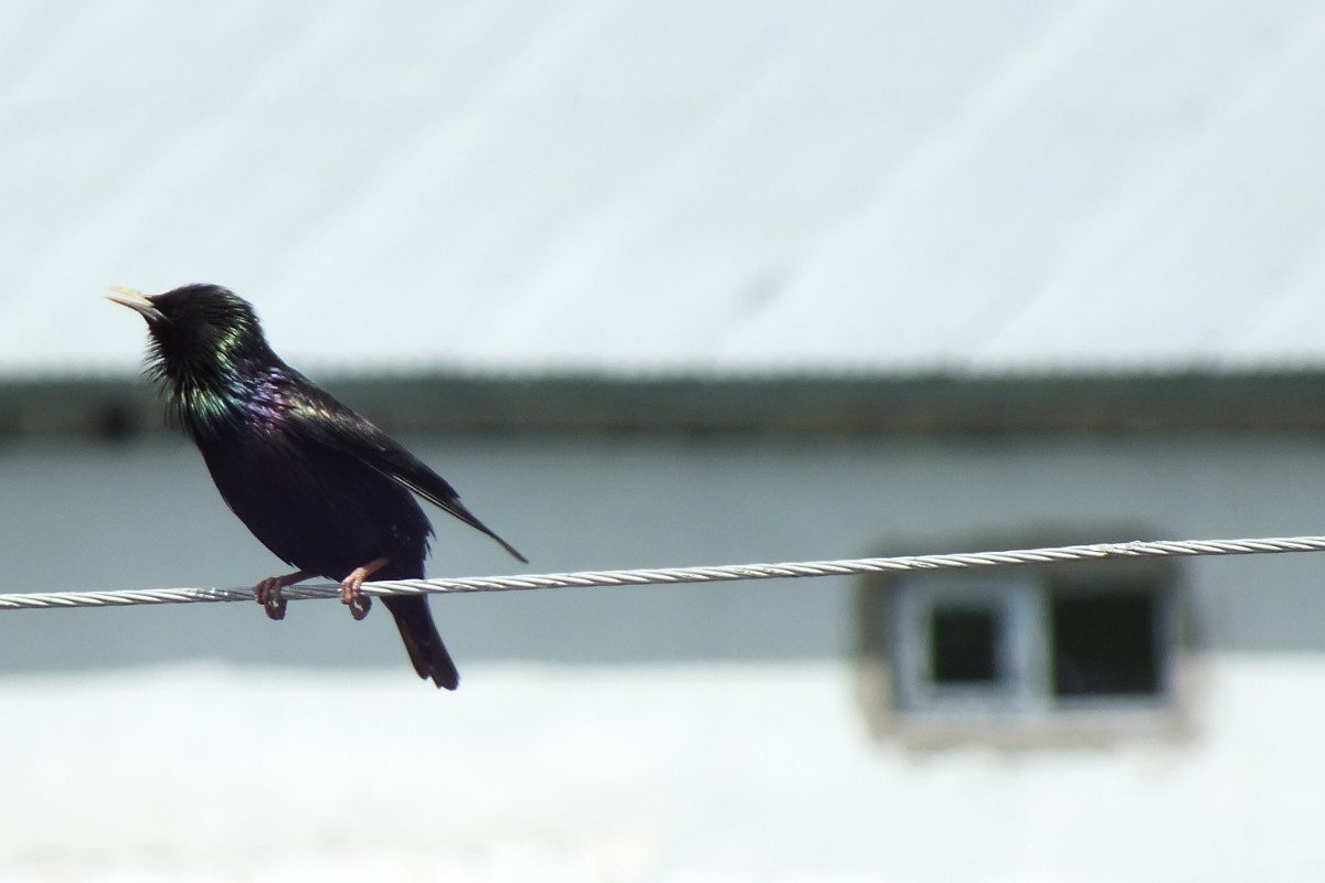 Common Starling