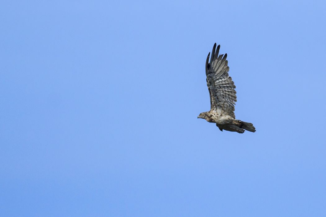 Short-toed Snake Eagle