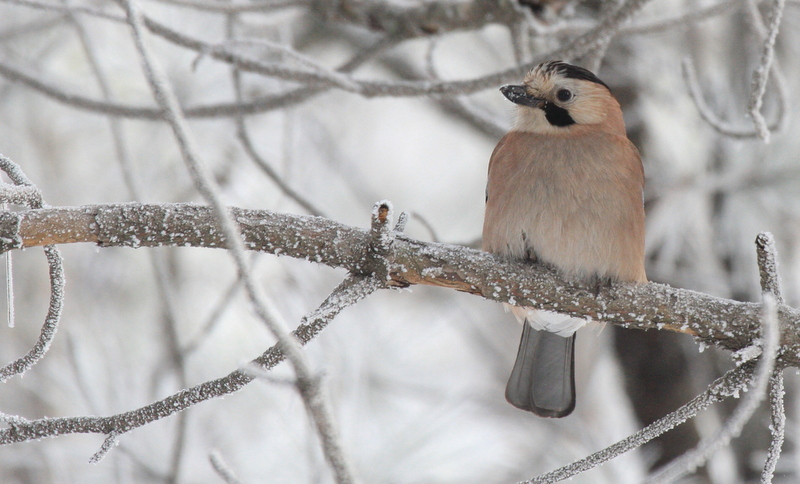Eurasian Jay