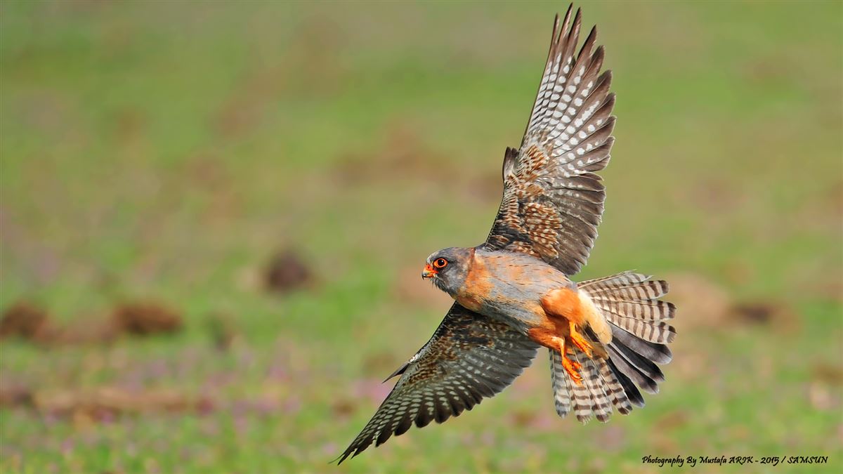 Red-footed Falcon