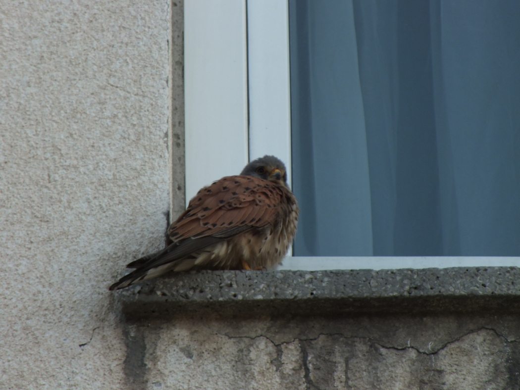 Common Kestrel