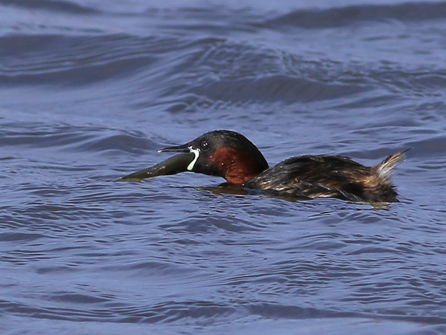 Little Grebe
