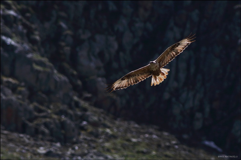 Long-legged Buzzard