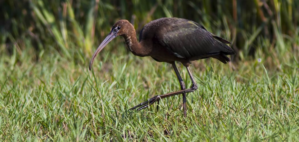 Glossy Ibis