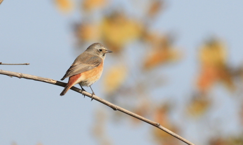 Common Redstart