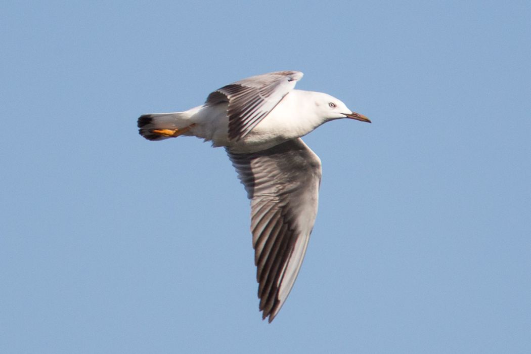 Slender-billed Gull