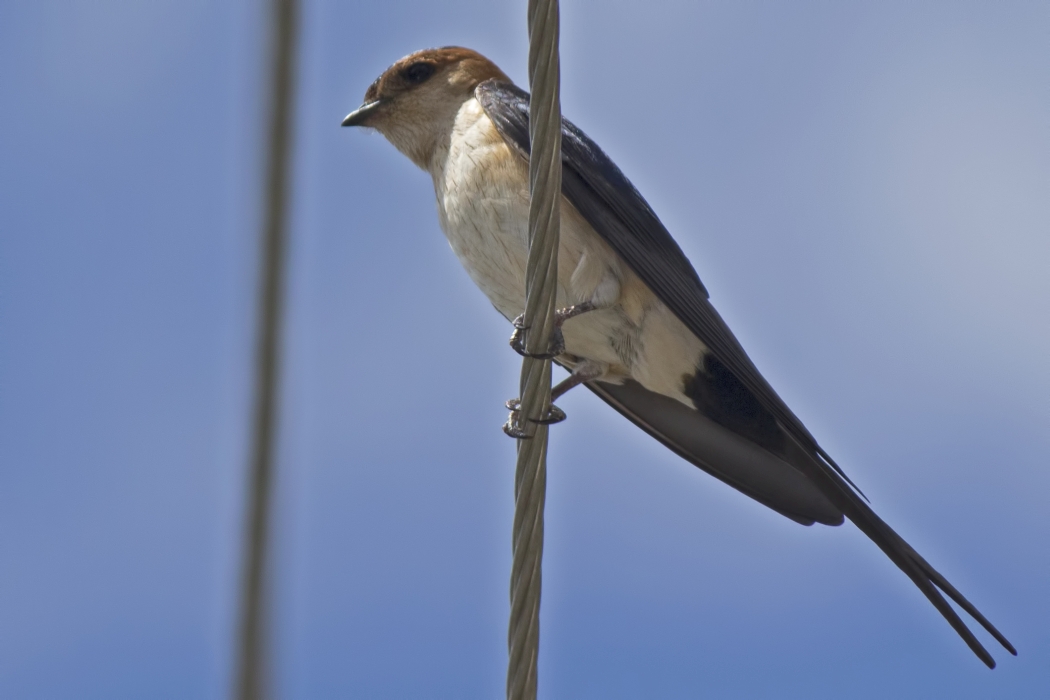 Red-rumped Swallow