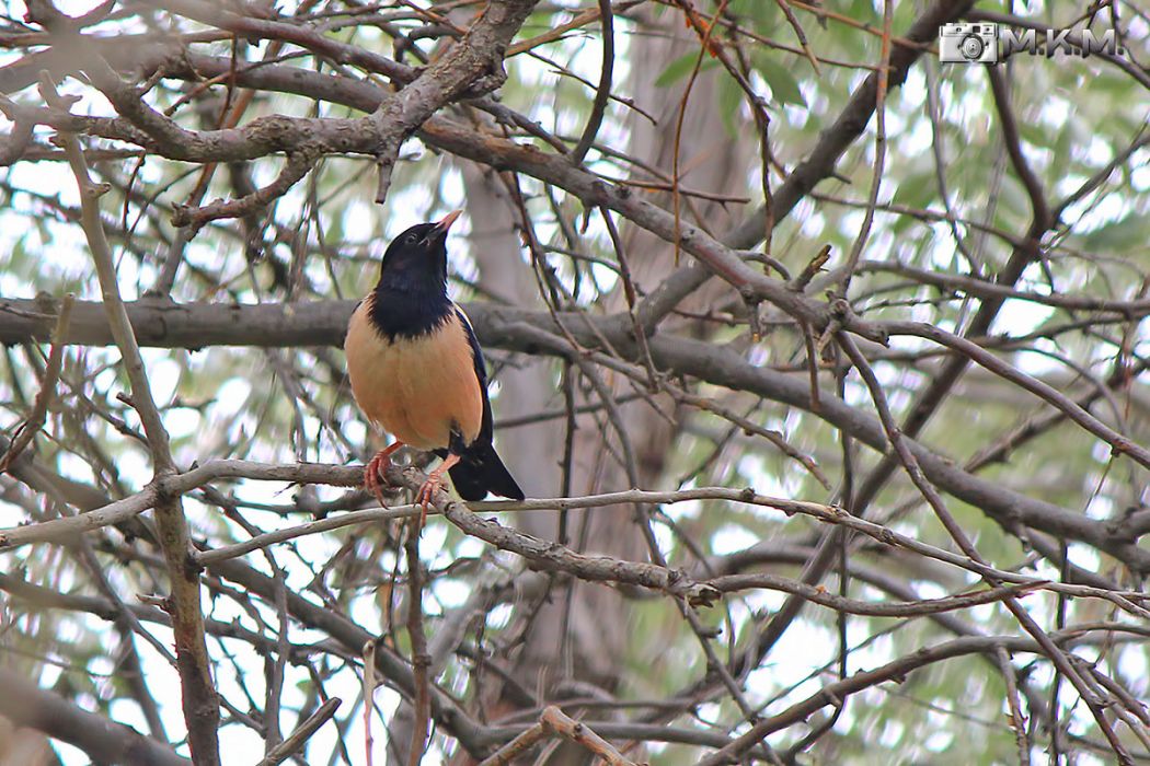 Rosy Starling