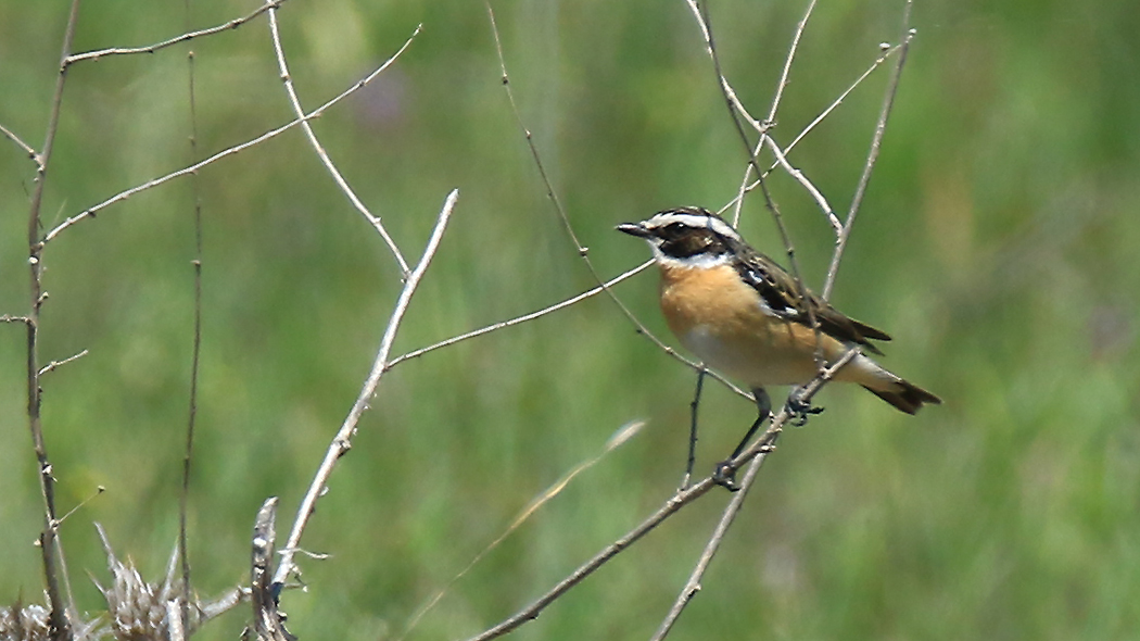 Whinchat