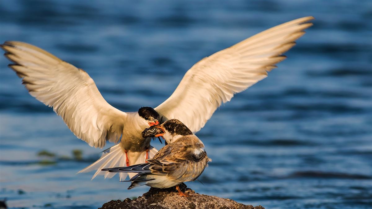 Common Tern