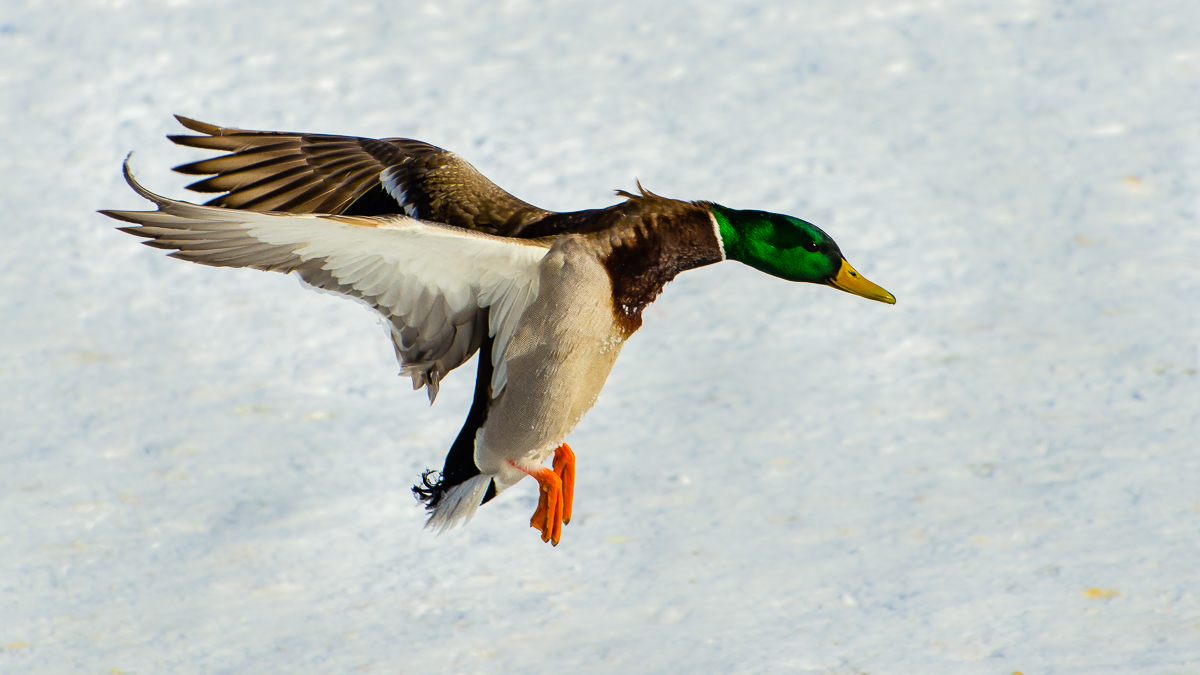 Mallard