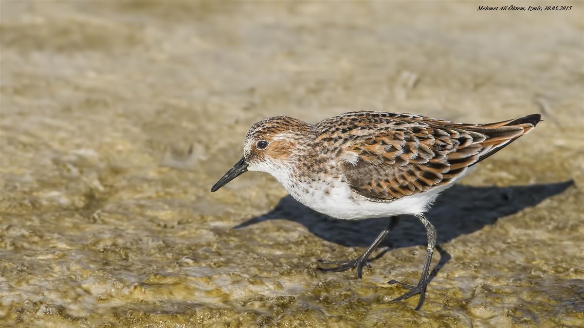 Little Stint