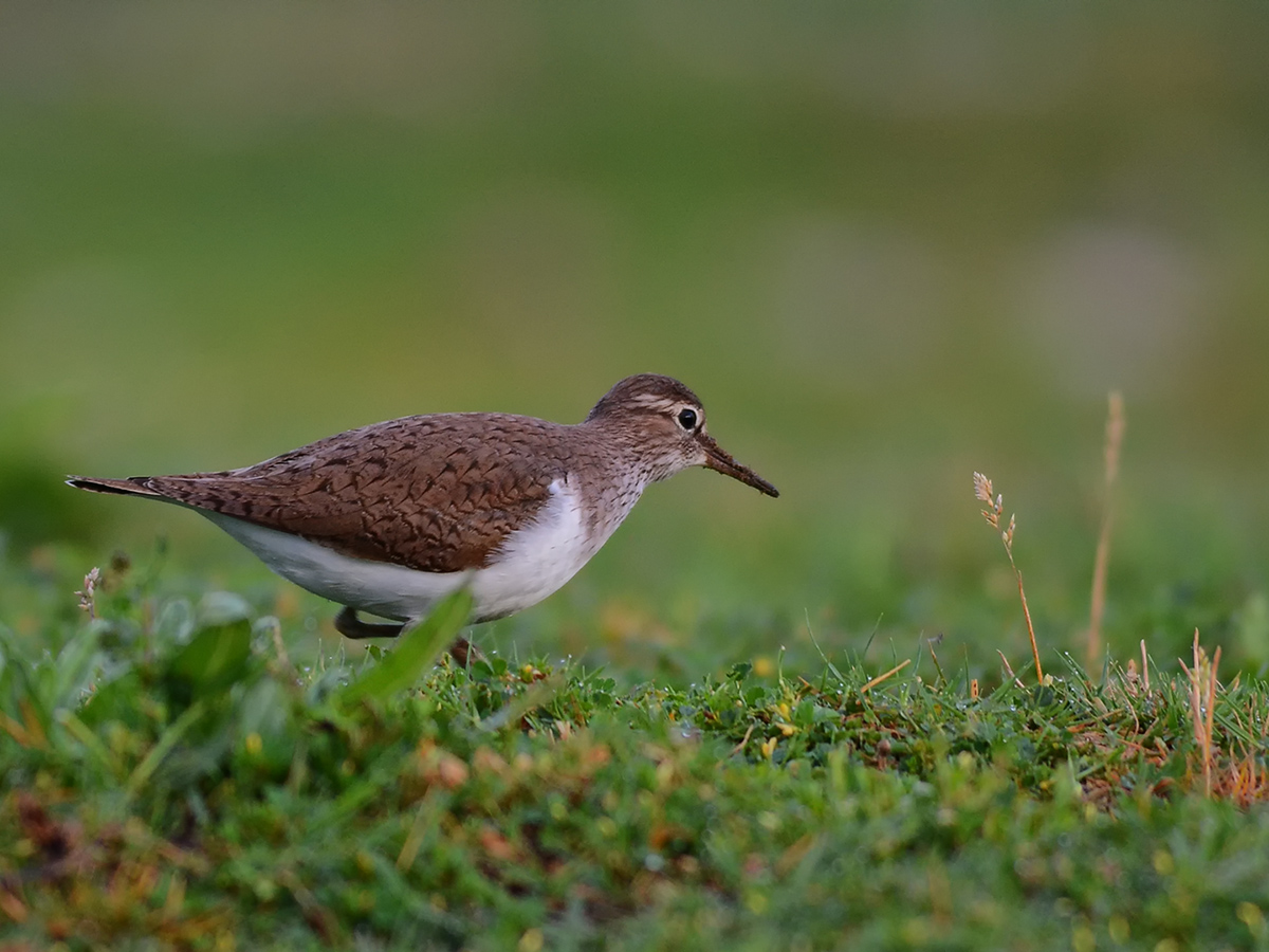 Common Sandpiper