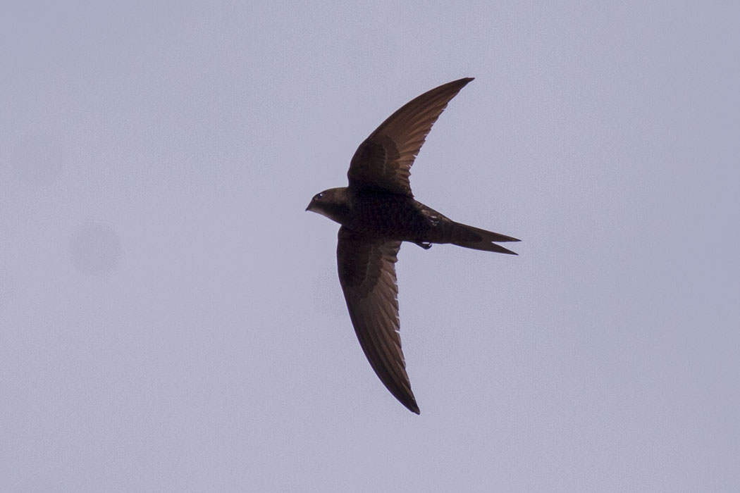 Common Swift