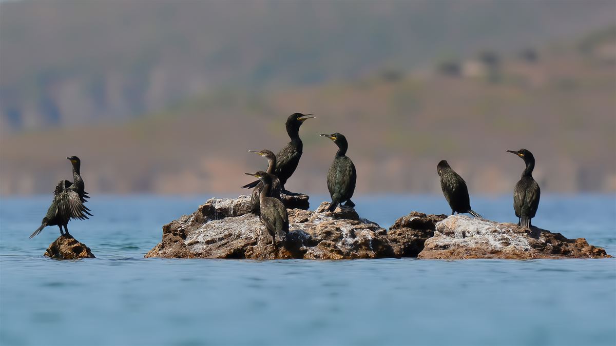 European Shag