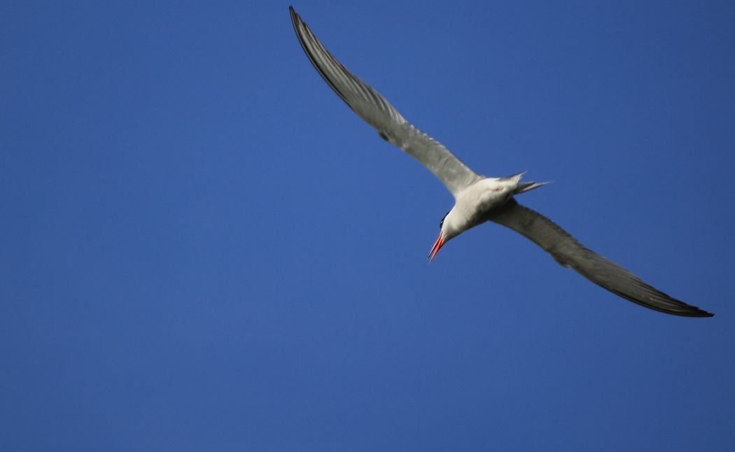 Common Tern
