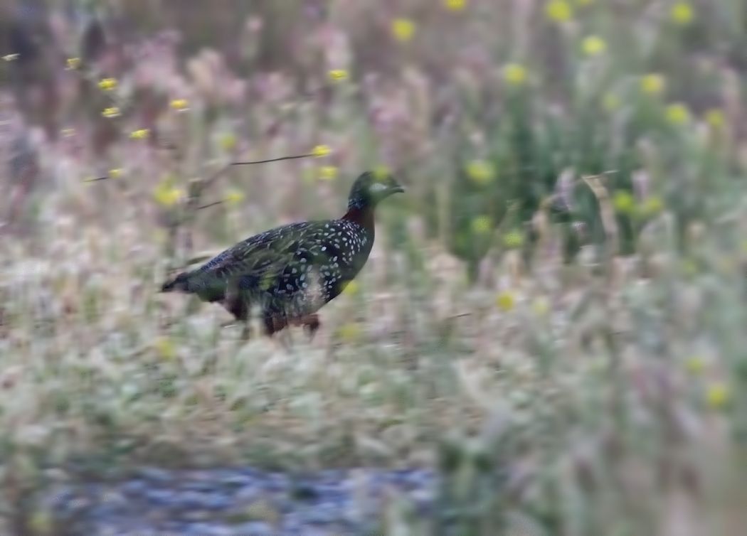 Black Francolin