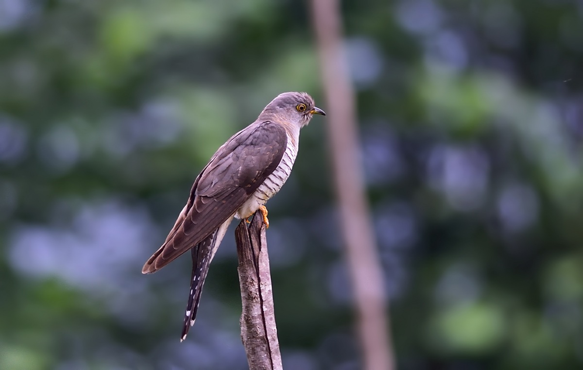 Common Cuckoo