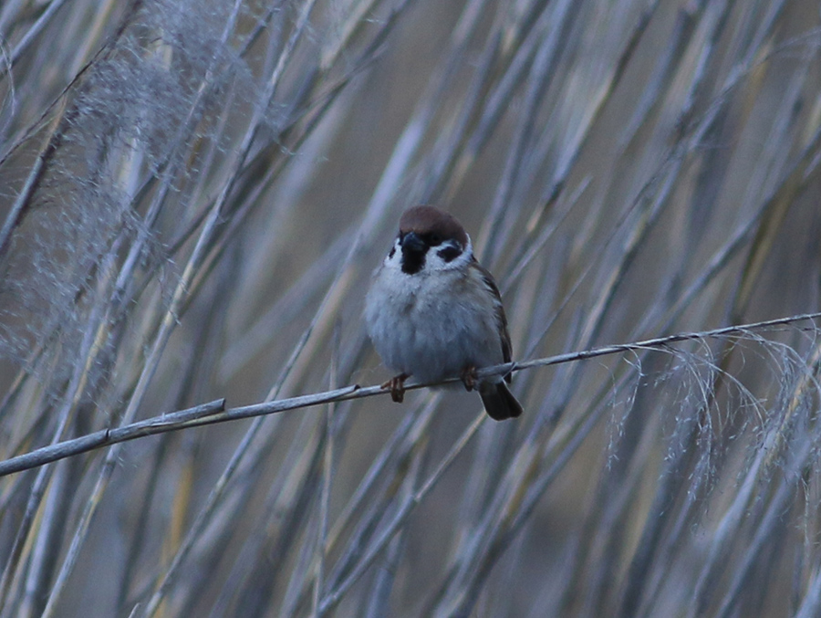 Ağaç Serçesi