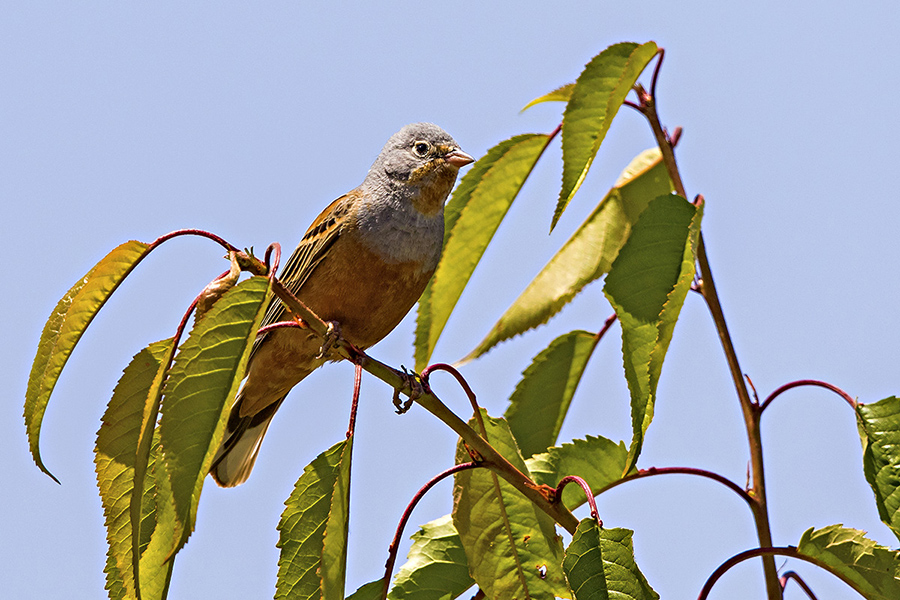 Cretzschmar`s Bunting