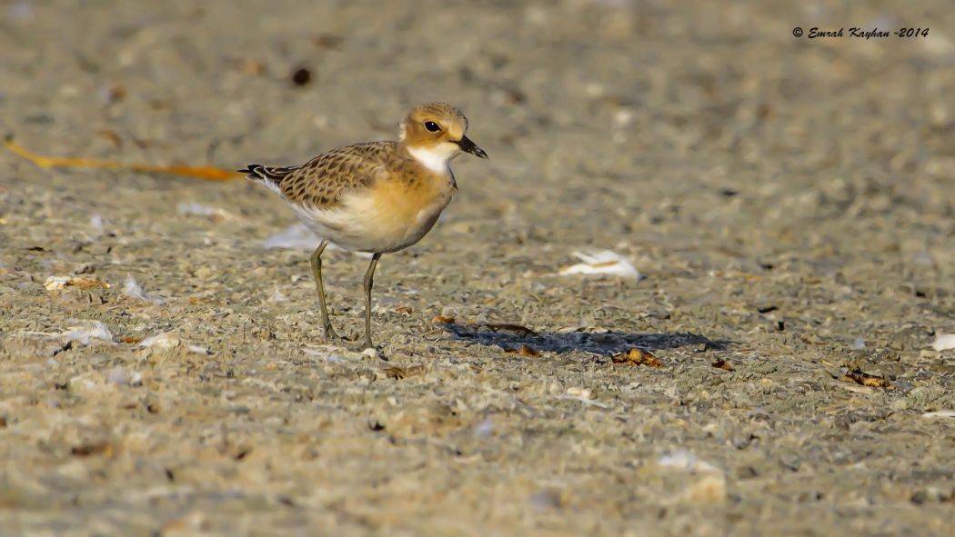 Greater Sand Plover