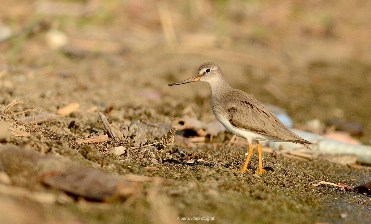 Terek Sandpiper