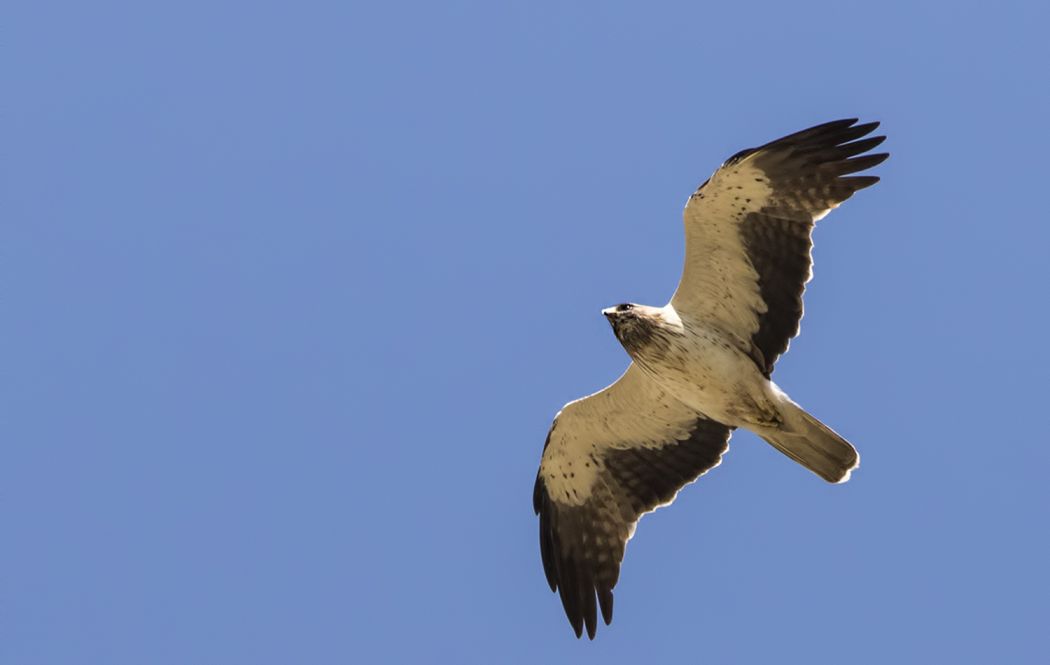 Küçük Kartal
