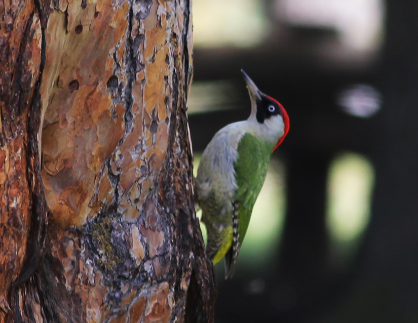 European Green Woodpecker