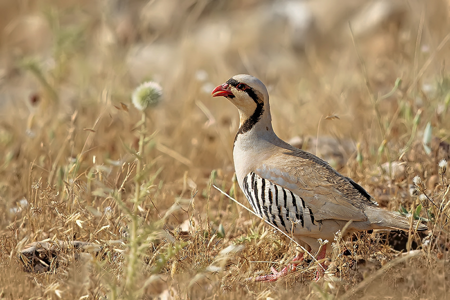 Chukar Partridge