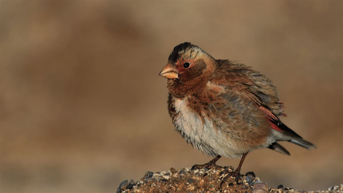 Eurasian Crimson-winged Finch