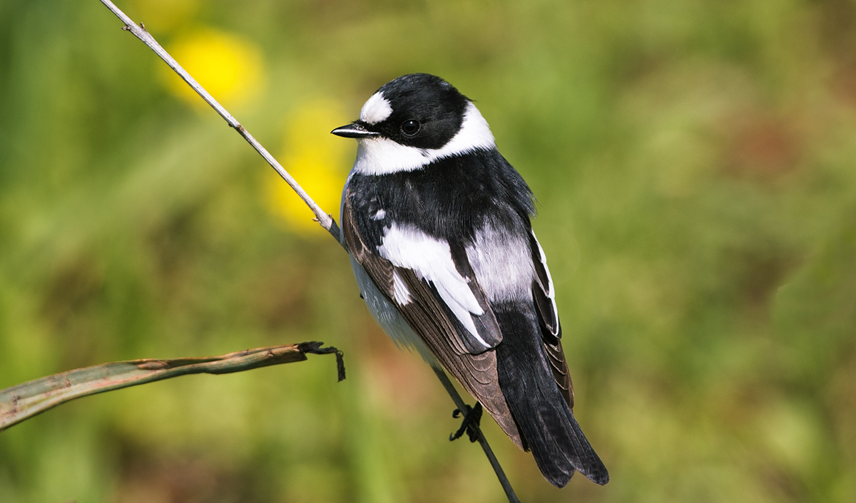 Collared Flycatcher
