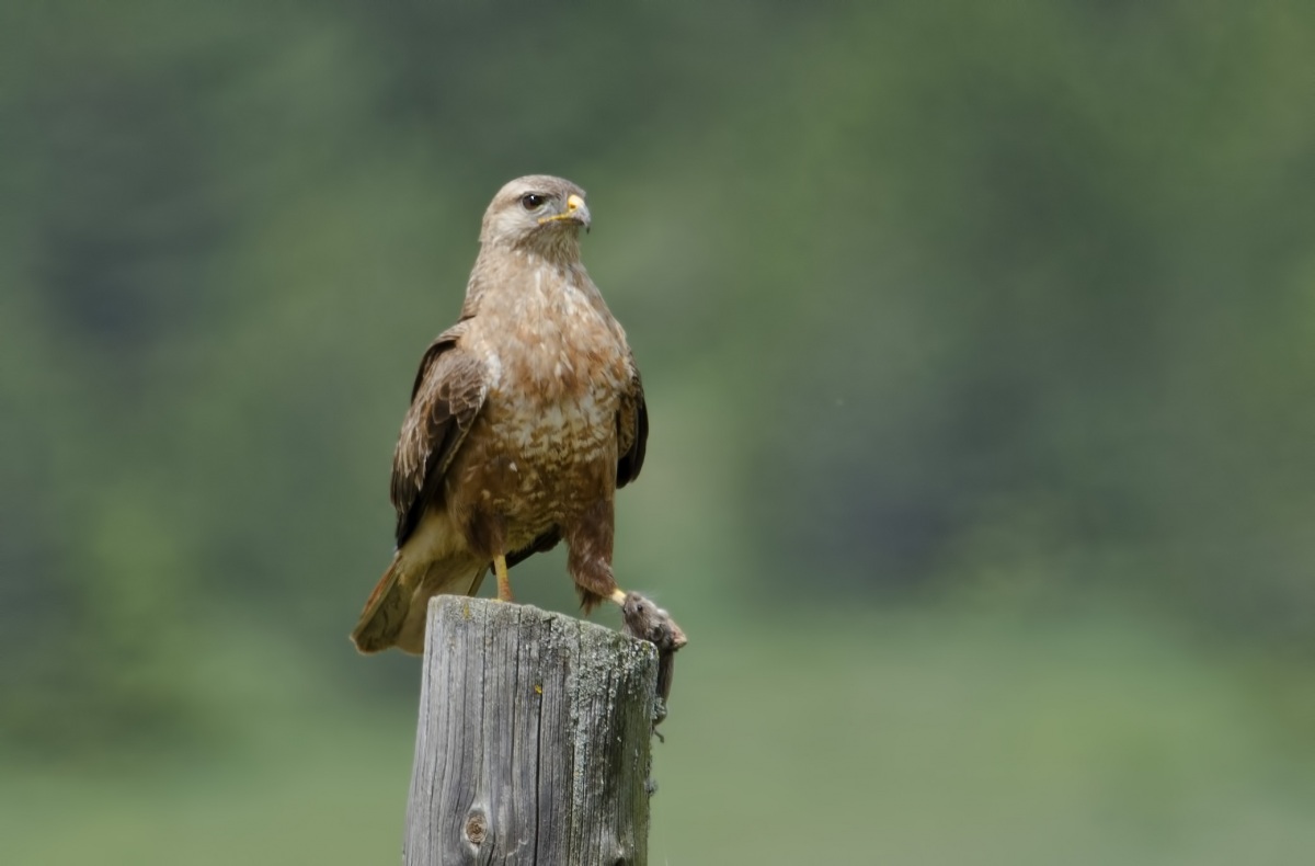 Long-legged Buzzard