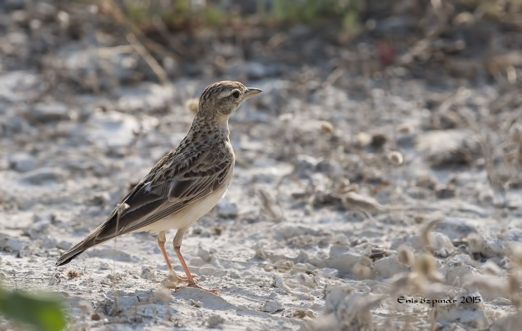 Greater Short-toed Lark