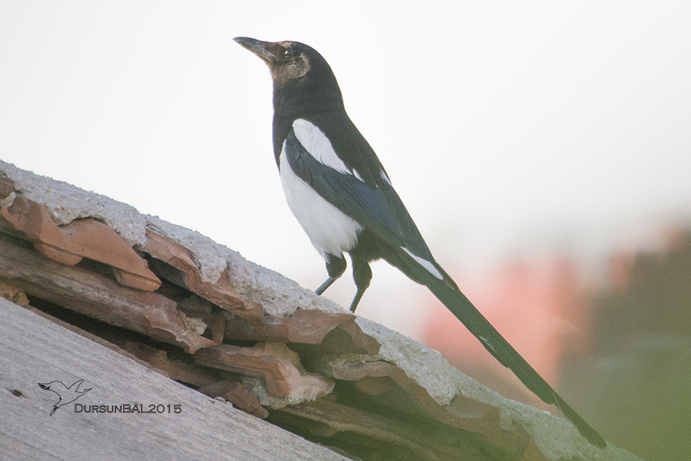 Eurasian Magpie