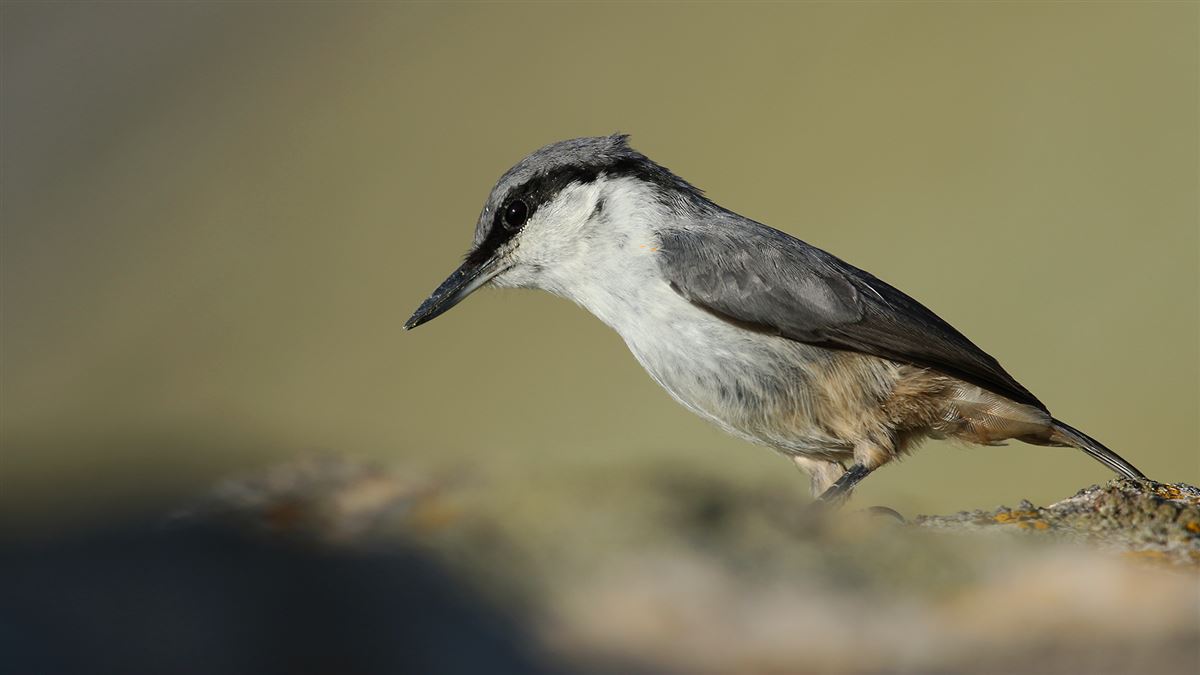 Western Rock Nuthatch