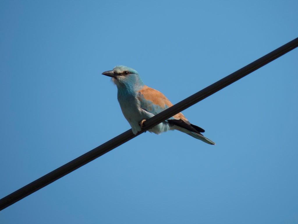 European Roller