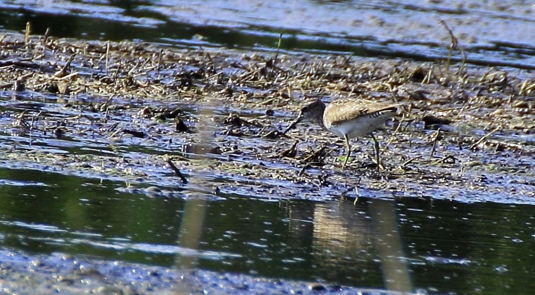 Green Sandpiper