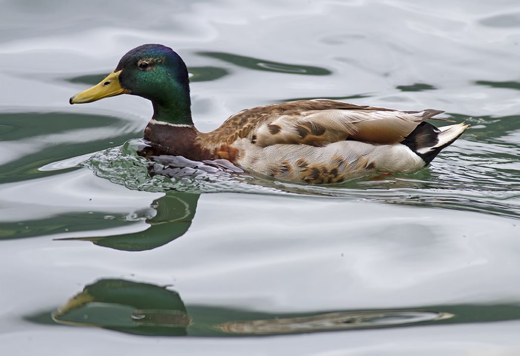 Mallard